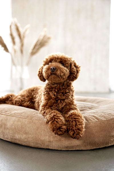 Palopa -Dog Bed Donut - Fippa - Taupe- Prepack of 2 - $100 -115