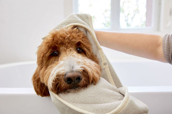 Palopa - Dog Towel  - Kosy - Beige S- Prepack of 2 - $30- 35